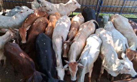Grupo criminoso furta cerca de 100 bovinos em fazendas mineiras