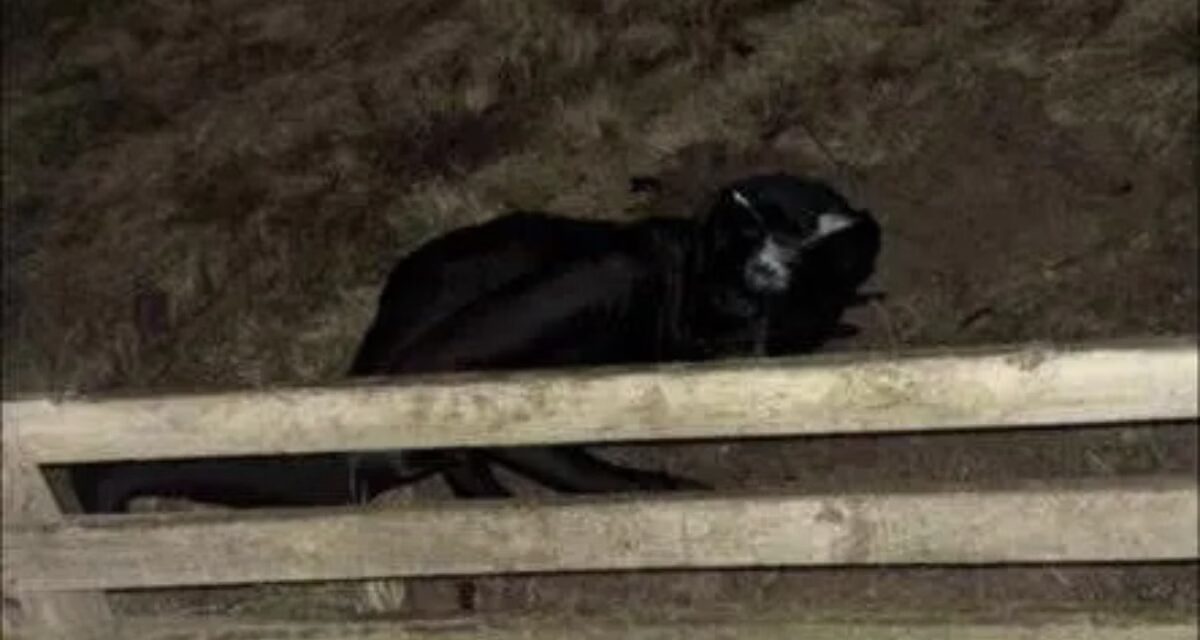 Homem vestido de gato é flagrado perseguindo moradores e miando nas ruas de cidade