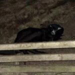 Homem vestido de gato é flagrado perseguindo moradores e miando nas ruas de cidade