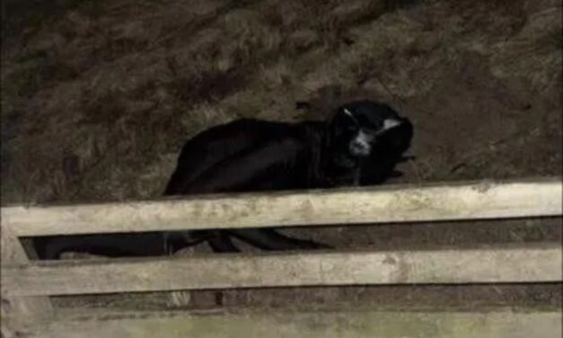 Homem vestido de gato é flagrado perseguindo moradores e miando nas ruas de cidade