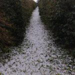 Sistema Faemg Senar orienta produtores afetados por granizo  