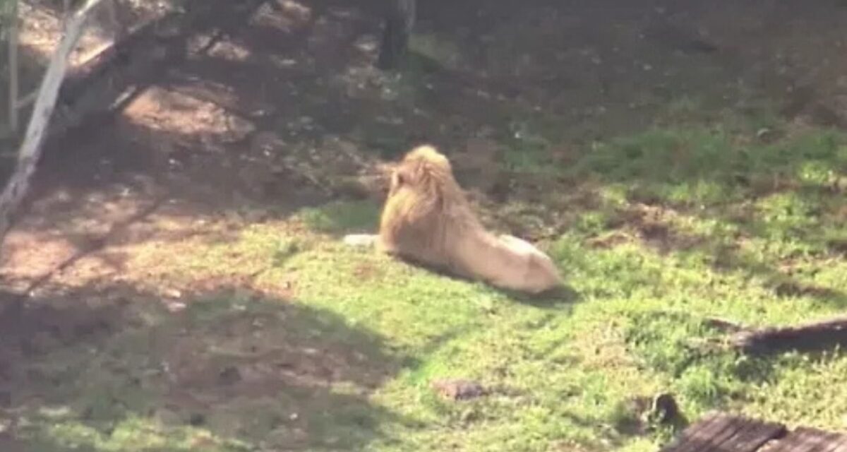 Mulher tem braço arrancado por leão em zoológico na Austrália