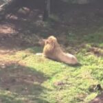 Mulher tem braço arrancado por leão em zoológico na Austrália