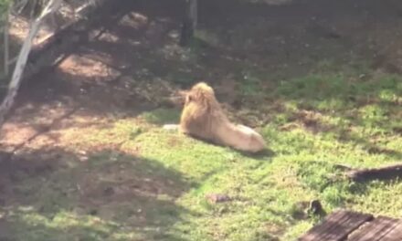 Mulher tem braço arrancado por leão em zoológico na Austrália