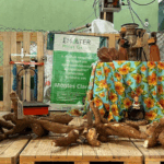 Concurso vai revelar a maior mandioca do Norte de Minas