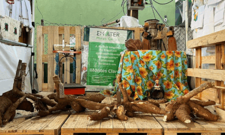 Concurso vai revelar a maior mandioca do Norte de Minas