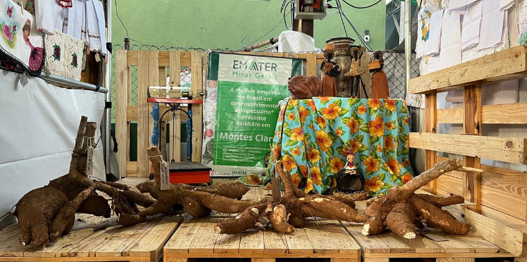 Concurso vai revelar a maior mandioca do Norte de Minas