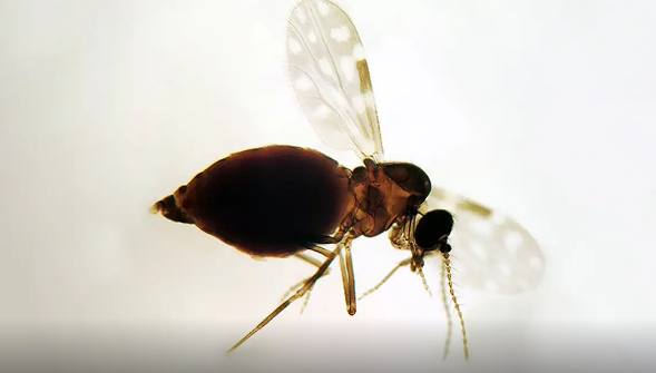 Antes restrita à Amazônia, febre oropouche se espalha pelo país