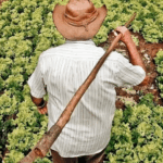 Lula autoriza uso de 12 mil hectares para reforma agrária e assentamentos
