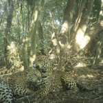 Pantanal: cientistas acham refúgio climático de onças após incêndios