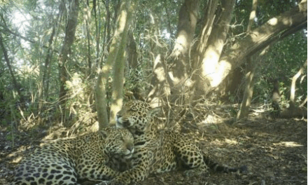 Pantanal: cientistas acham refúgio climático de onças após incêndios