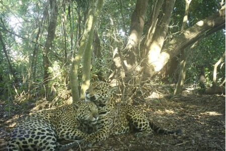 Pantanal: cientistas acham refúgio climático de onças após incêndios