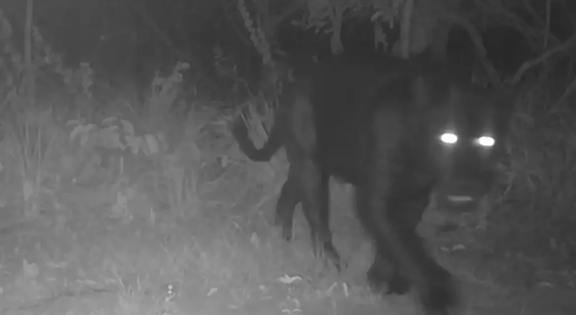 Onça-preta aparece pela primeira vez em reserva no Cerrado
