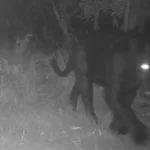 Onça-preta aparece pela primeira vez em reserva no Cerrado