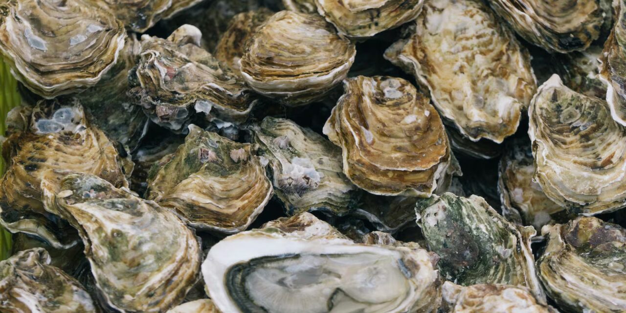 Cientistas usam naufrágio centenário na Bélgica para reviver espécies marinhas