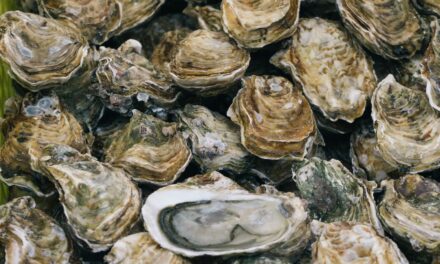 Cientistas usam naufrágio centenário na Bélgica para reviver espécies marinhas
