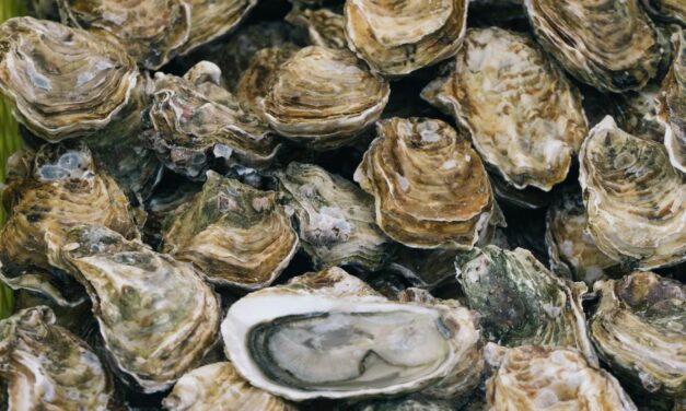 Cientistas usam naufrágio centenário na Bélgica para reviver espécies marinhas