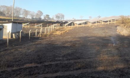 Incêndio consome 14 hectares de vegetação, em Pains