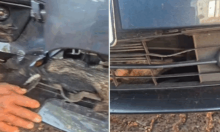 Raposa ‘pega carona’ em veículo e é resgatada pelos bombeiros na porta de escola em MG
