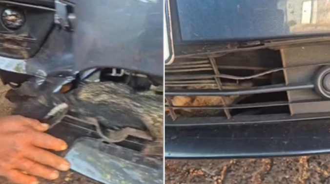 Raposa ‘pega carona’ em veículo e é resgatada pelos bombeiros na porta de escola em MG