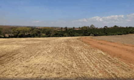Produtores de soja têm até 31 de julho para declarar conformidade com vazio sanitário em Minas