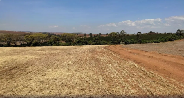 Produtores de soja têm até 31 de julho para declarar conformidade com vazio sanitário em Minas