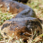 Dia Mundial da Cobra: as 10 curiosidades que você não sabia sobre as serpentes