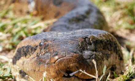 Dia Mundial da Cobra: as 10 curiosidades que você não sabia sobre as serpentes