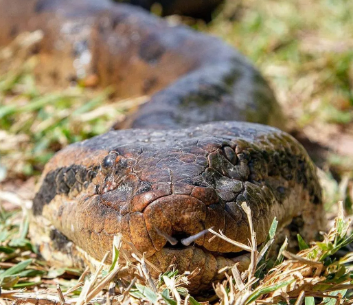 Dia Mundial da Cobra: as 10 curiosidades que você não sabia sobre as serpentes