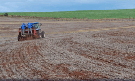 Chuvas no Rio Grande do Sul atrasam semeadura do trigo