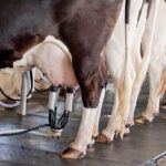 Preço do leite cai em Minas com consumo enfraquecido