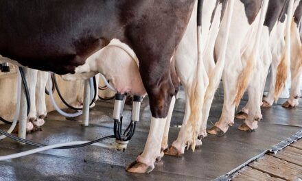 Preço do leite cai em Minas com consumo enfraquecido