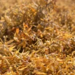 Pesquisadores desenvolvem argila cerâmica mais leve utilizando algas Sargassum
