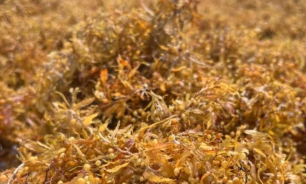 Pesquisadores desenvolvem argila cerâmica mais leve utilizando algas Sargassum