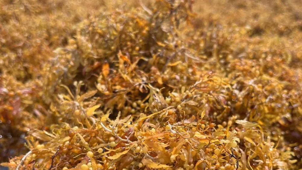 Pesquisadores desenvolvem argila cerâmica mais leve utilizando algas Sargassum