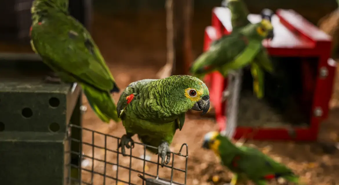 Polícia resgata 90 aves silvestres e prende dois homens por tráfico de animais no Rio