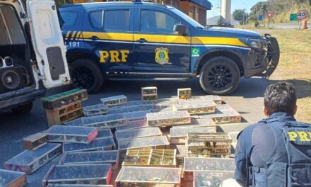 Carga com 1.400 aves silvestres em situação de maus-tratos é apreendida pela PRF na BR-040