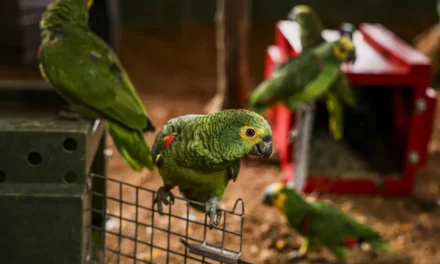 Polícia resgata 90 aves silvestres e prende dois homens por tráfico de animais no Rio