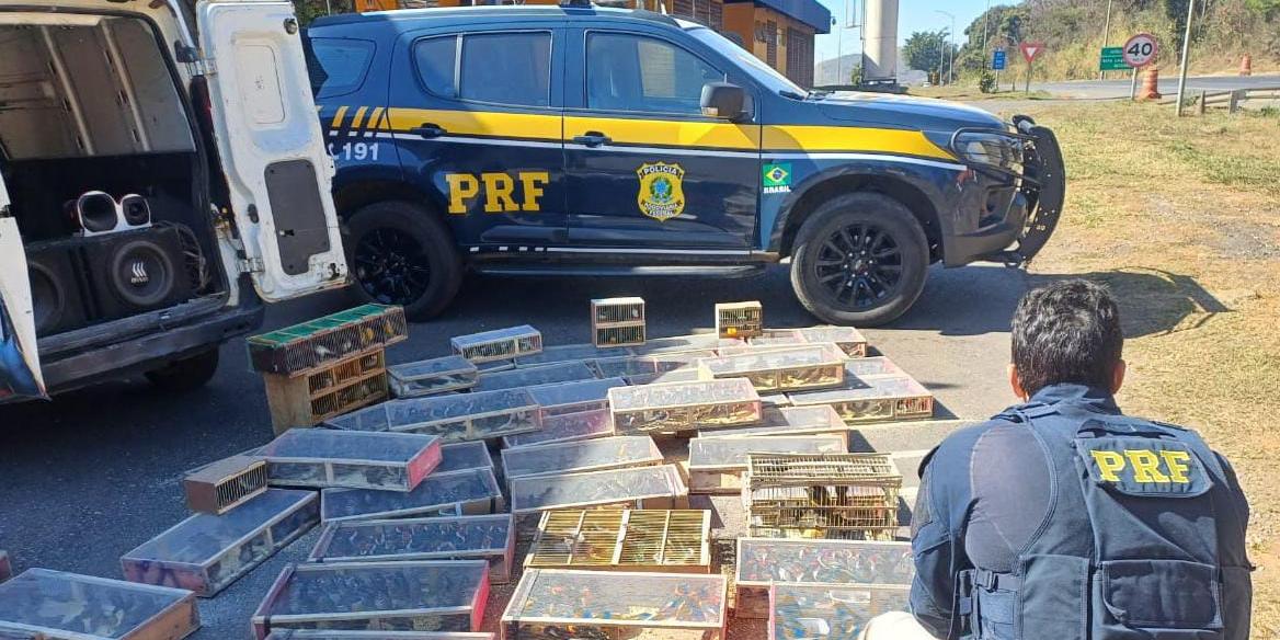 Carga com 1.400 aves silvestres em situação de maus-tratos é apreendida pela PRF na BR-040