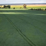 Agronegócio brasileiro quer se apresentar como solução climática na COP30, apesar de críticas internacionais