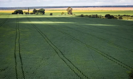 Agronegócio brasileiro quer se apresentar como solução climática na COP30, apesar de críticas internacionais