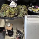 Dois homens são presos por cultivo de maconha em residência monitorada pela PM em Pará de Minas