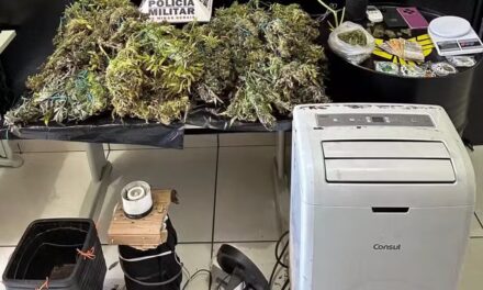 Dois homens são presos por cultivo de maconha em residência monitorada pela PM em Pará de Minas