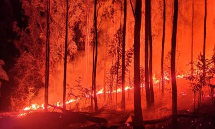 Incêndio de grandes proporções atinge área de vegetação em Campo Belo