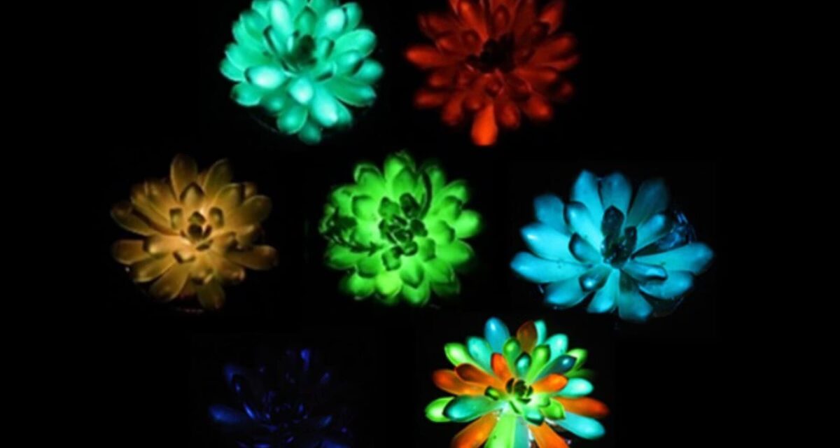 Cientistas criam suculentas que brilham no escuro e se recarregam com luz solar