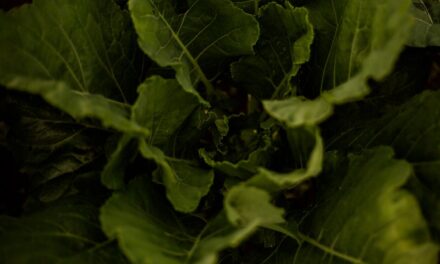 Comida no prato e dignidade no dia a dia: O Brasil que alimenta