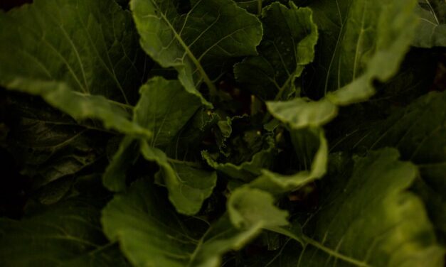 Comida no prato e dignidade no dia a dia: O Brasil que alimenta