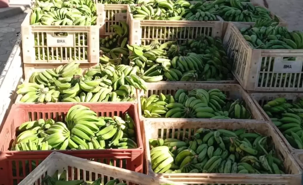 Banco de Alimentos de Formiga recebe mais de 4 toneladas de doações e distribui a entidades