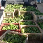 Banco de Alimentos de Formiga recebe mais de 4 toneladas de doações e distribui a entidades