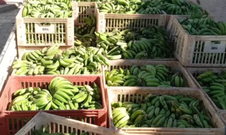 Banco de Alimentos de Formiga recebe mais de 4 toneladas de doações e distribui a entidades